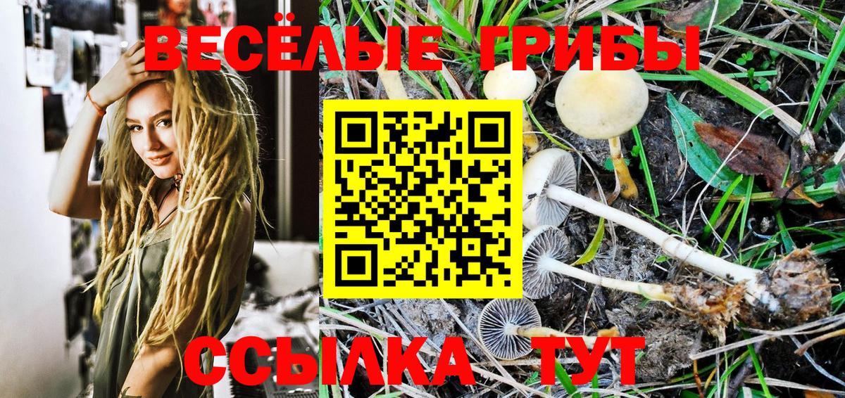 Галлюциногенные грибы Psilocybe Тамбов